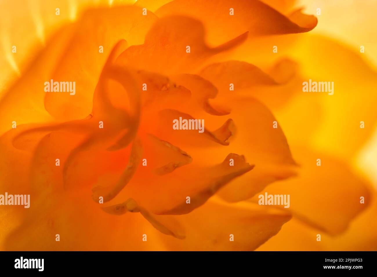 Abstrakter Hintergrund – orangefarbene Begonia-Blume – Nahaufnahme Stockfoto