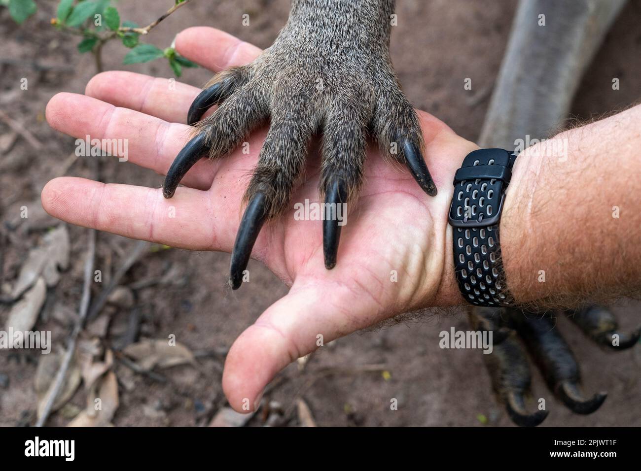 Die Vorderpfote des östlichen Graukängurus (Macropus giganteus) in der Menschenhand zum Größenvergleich. Stockfoto