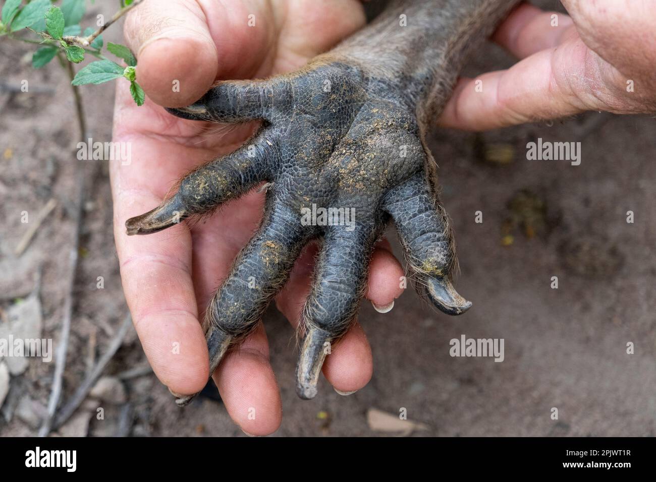 Die Vorderpfote des östlichen Graukängurus (Macropus giganteus) in der Menschenhand zum Größenvergleich. Stockfoto