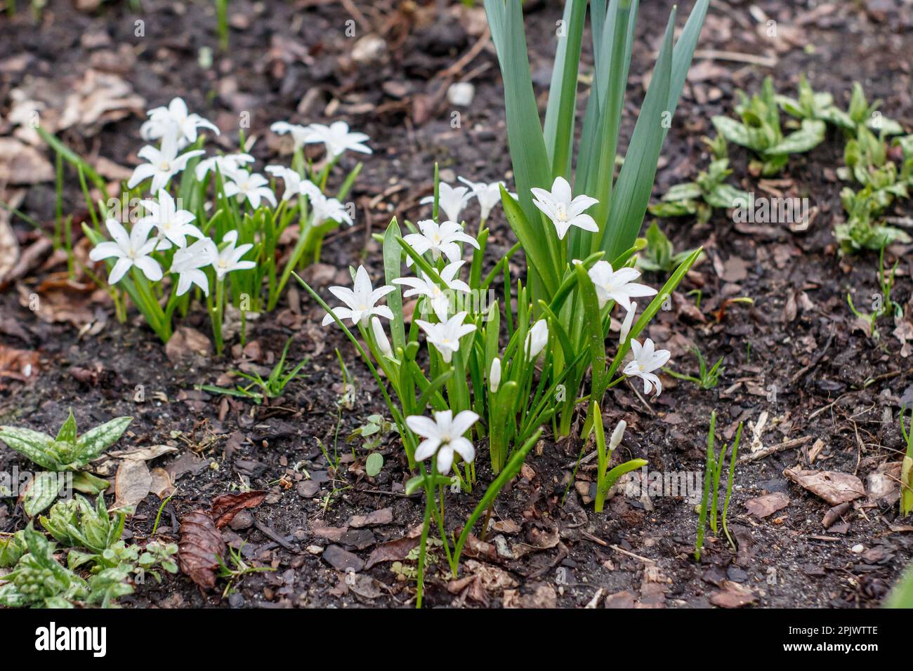 Frühlingsblumen im Ujazdowski-Park in Warschau, Polen Stockfoto