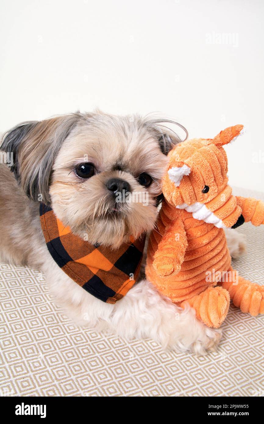 Foto Shih Tzu Hund und ein weiches Spielzeug große Nahaufnahme Stockfoto