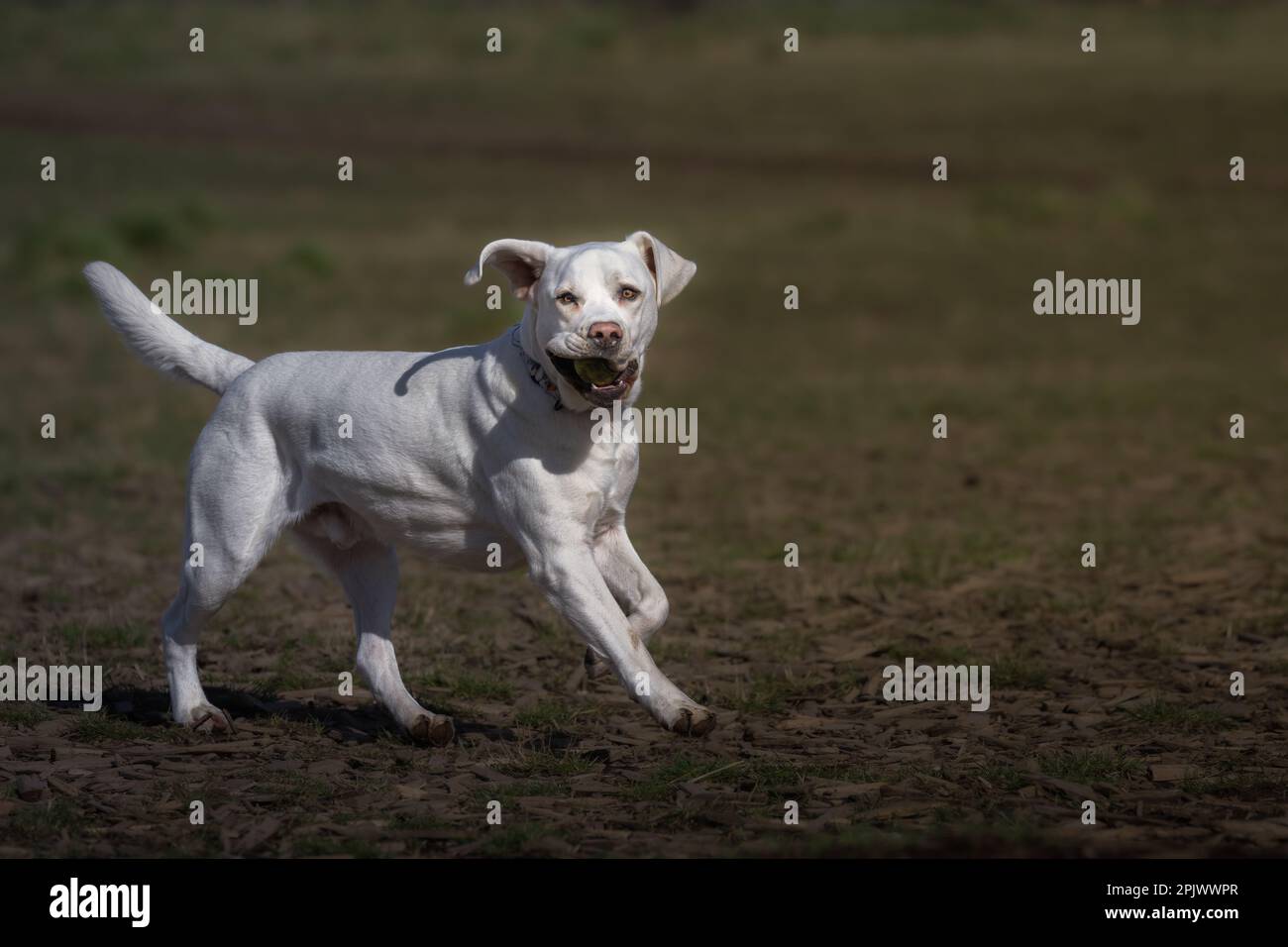 Ein energiegeladener, weißer Labrador Retriever, der mit einem Ball im Mund durch ein Feld läuft, die Ohren wachsam sind und sich auf die Aufgabe konzentrieren Stockfoto