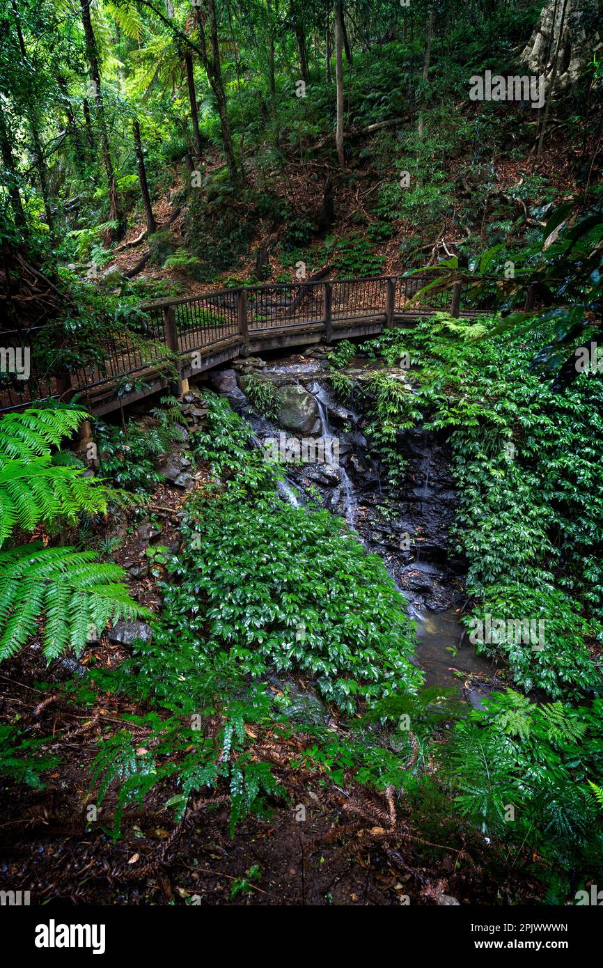 Kleiner Wasserfall mit Fußbrücke, Bunya Mountains National Park, Queensland Australien. Stockfoto