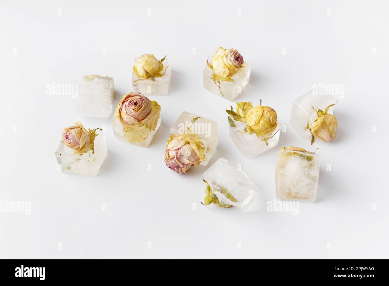 Konzeptionelle Zusammensetzung Rosenknospen in Eiswürfeln auf weißer Isolation, Rosen gefroren in Eis. Stockfoto