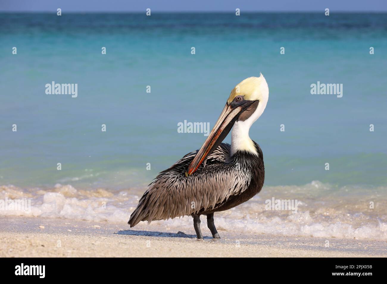 Porträt des Pelikans auf Meereswellen-Hintergrund. Wilder Vogel an einem Sandstrand Stockfoto