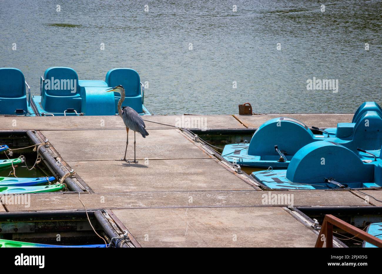 Ein blauer Reiher steht an einem Dock, wo gemietete Wasserfahrzeuge vor Anker liegen. Stockfoto