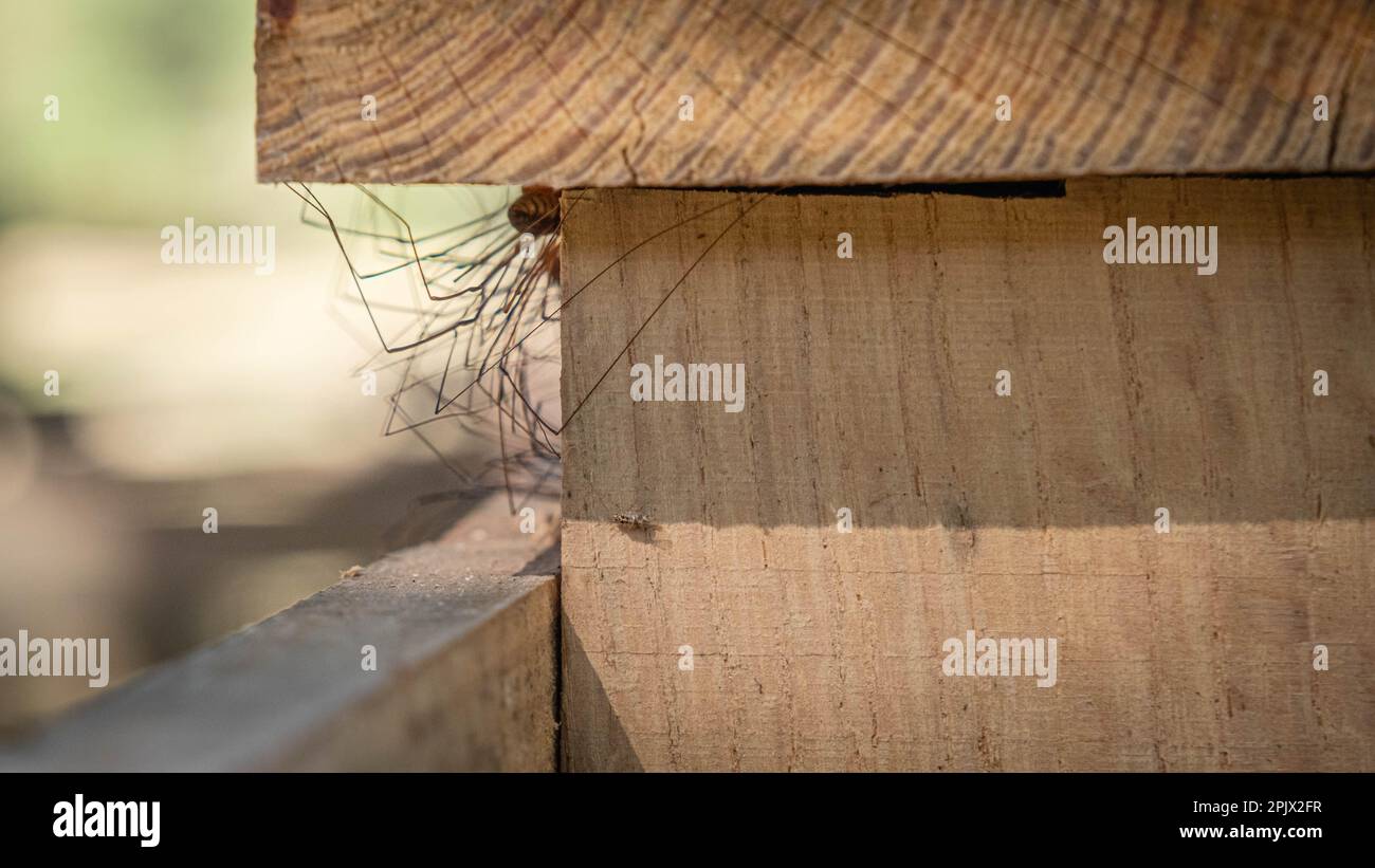 Eine Gruppe von Daddy-Langbein-Spinnen, die sich unter dem Zaunpfahl verstecken. Stockfoto