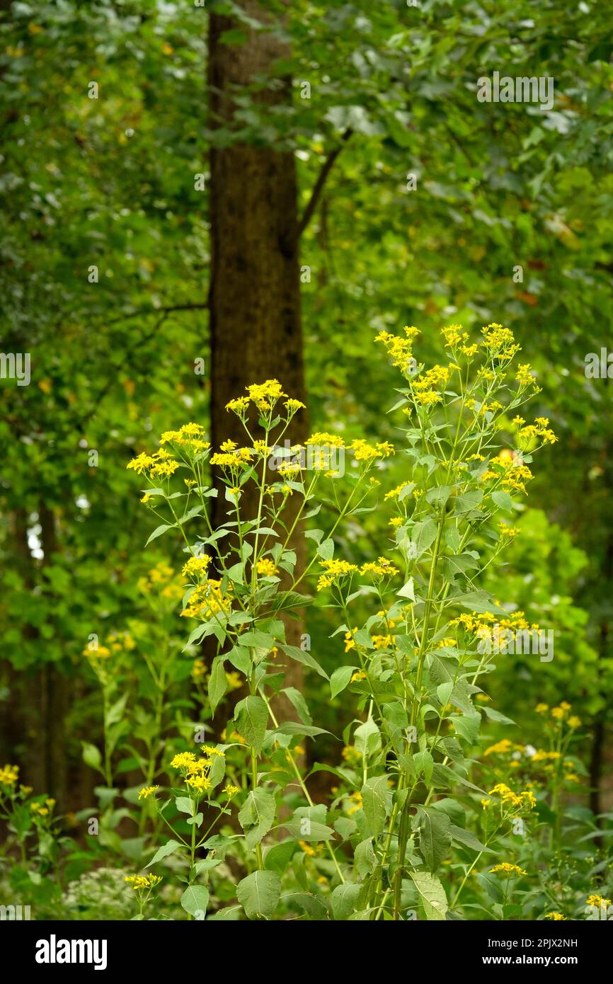 Gelbe Wildblumen mit Bienen, die Nektar in üppigen Wäldern sammeln. Stockfoto