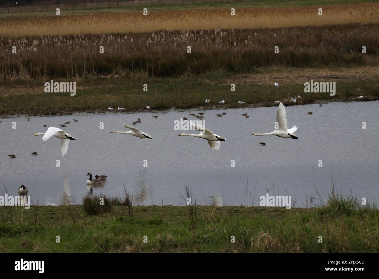 - Cygnus cygnus startet Stockfoto