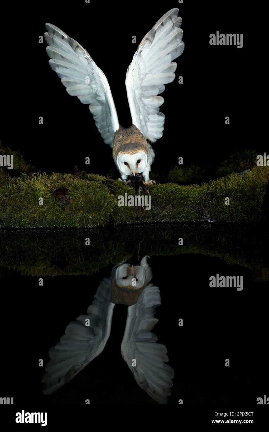 Scheuneneule (Tyto alba) und ihre Reflexion Stockfoto