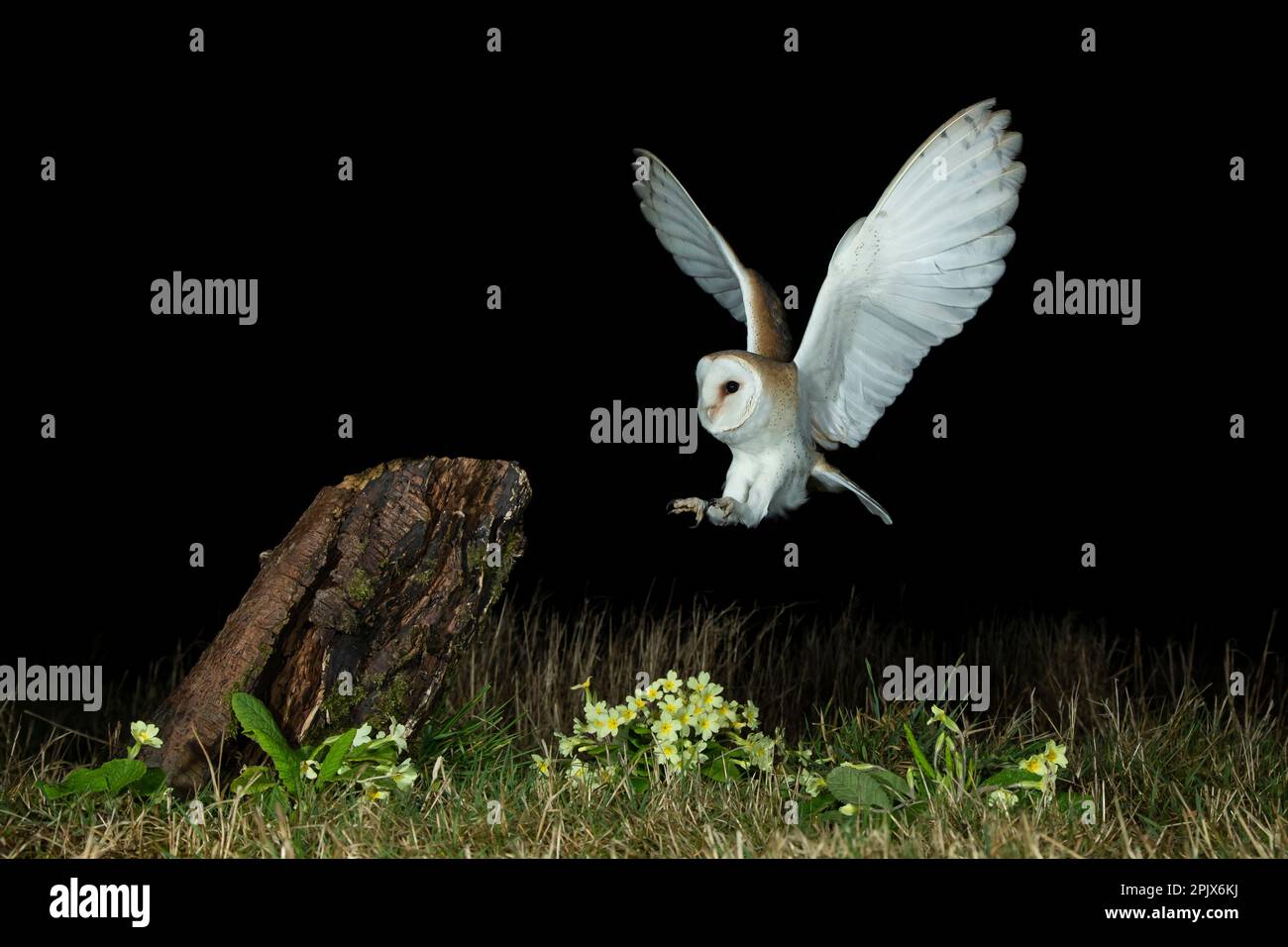 Scheuneneule (Tyto alba) und Primrosen Stockfoto