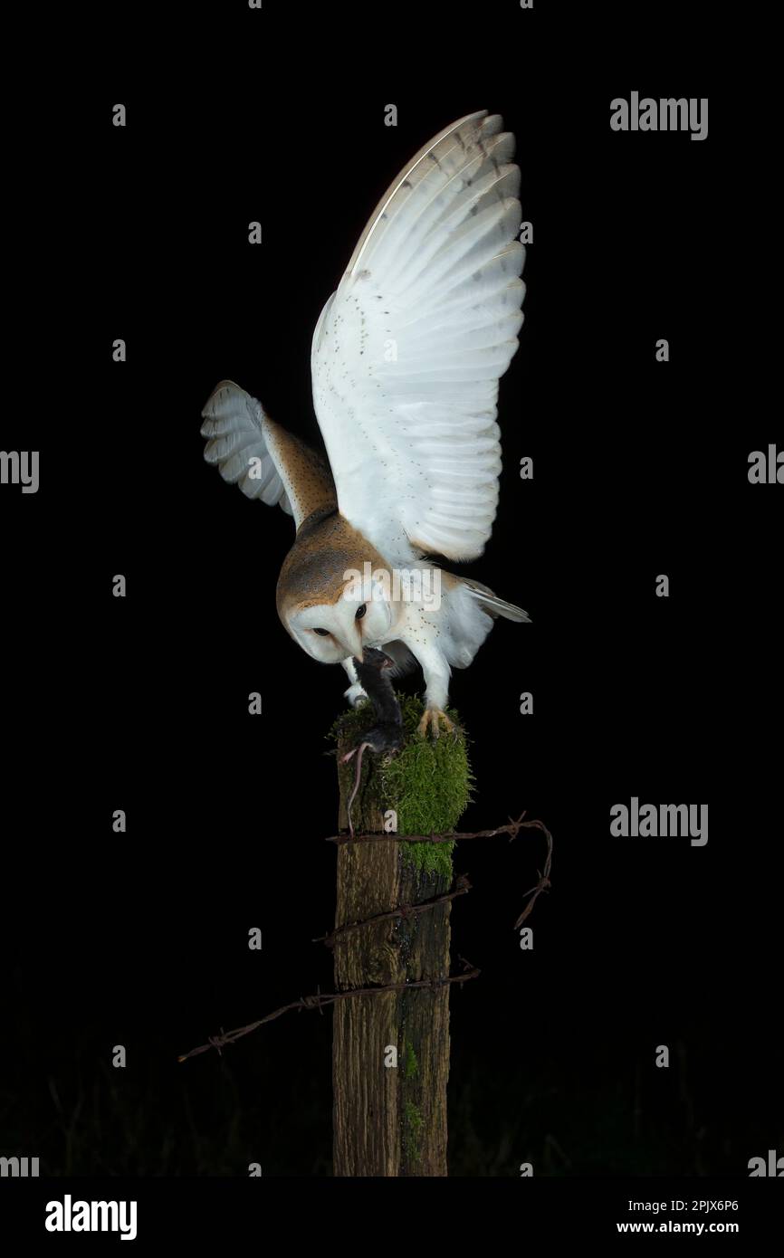 Schleiereule (Tyto Alba) mit Beute in der Nacht Stockfoto