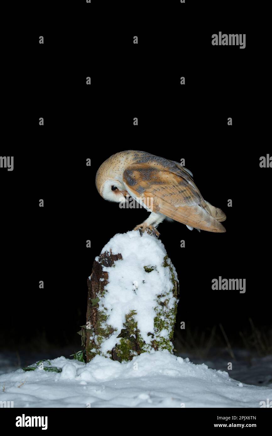 Scheuneneule (Tyto alba) im Schnee Stockfoto