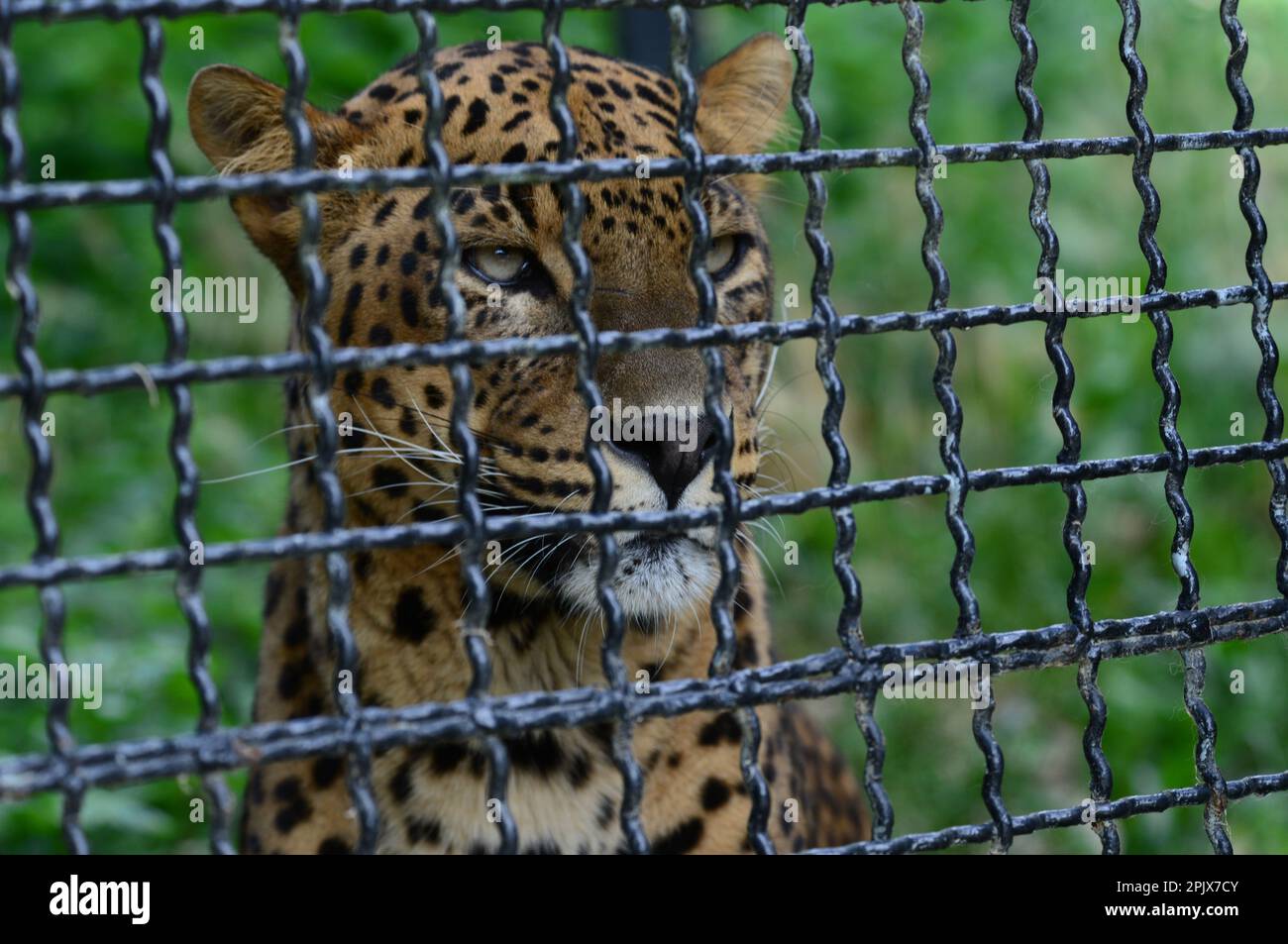 Jaguar wurde im Murazzano Safari Park Via Rea Sottana, 12060 Murazzano CN, gefangen gehalten. Piemont Italien. Stockfoto