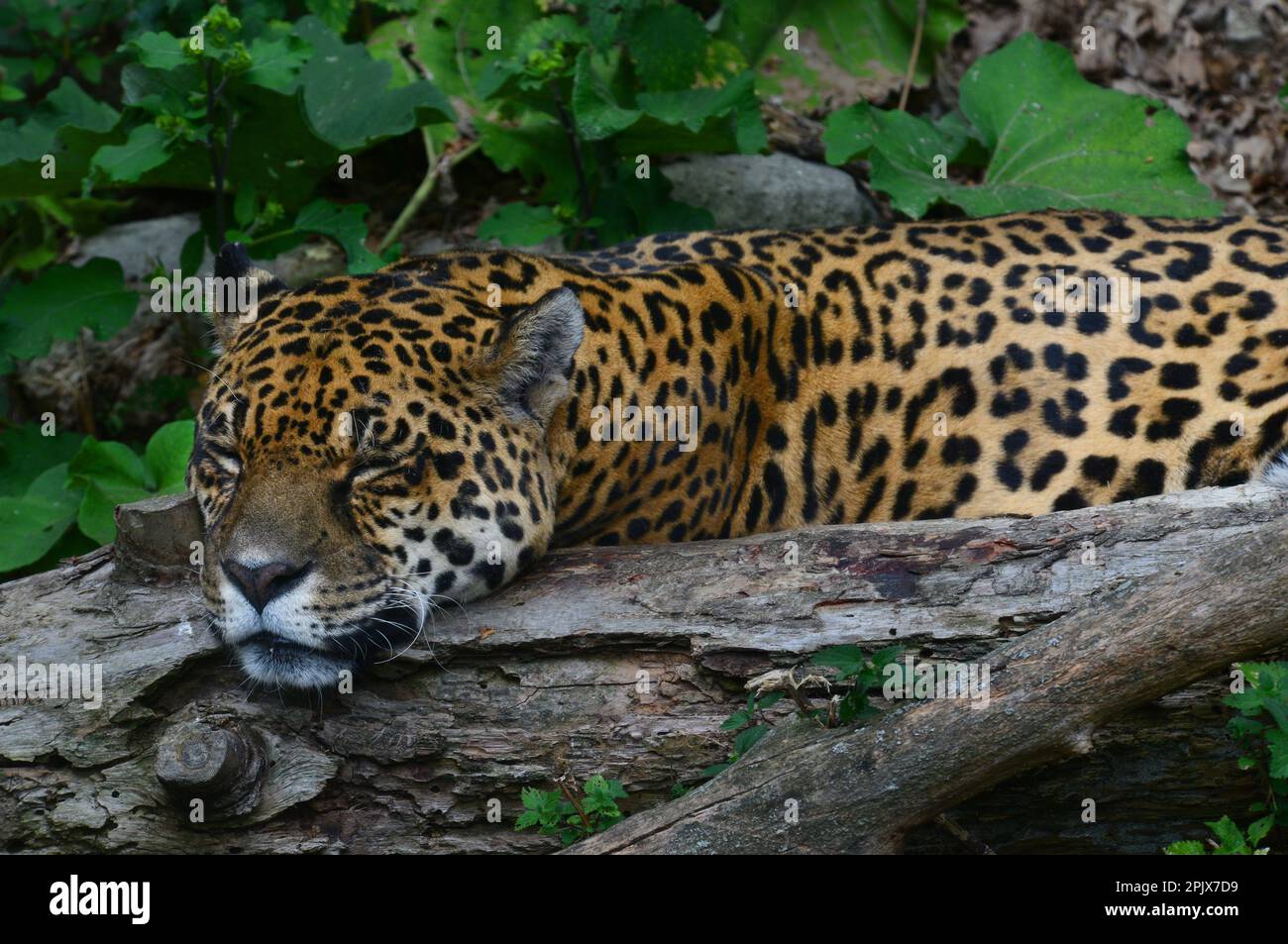 Jaguar wurde im Murazzano Safari Park Via Rea Sottana, 12060 Murazzano CN, gefangen gehalten. Piemont Italien. Stockfoto