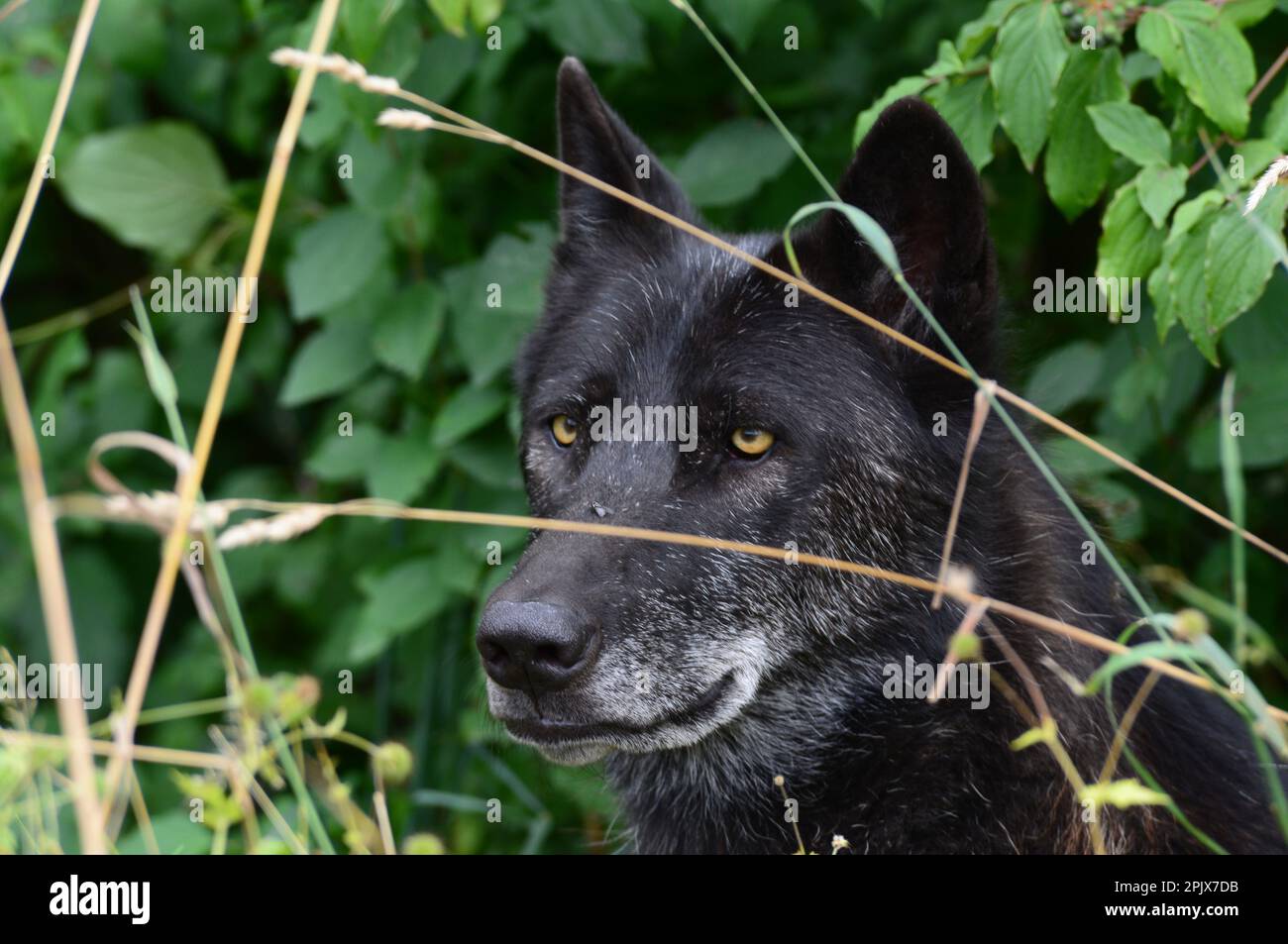 Ein schwarzer Wolf aus Alaska, gefangen gehalten im Murazzano Safari Park Via Rea Sottana, 12060 Murazzano CN. Piemont Italien. Stockfoto