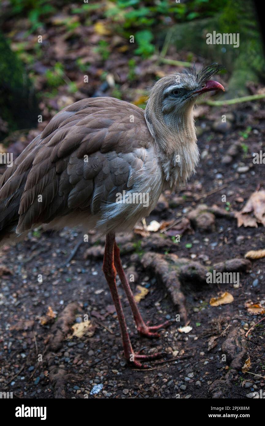 Das Rotbein-Seriema (Cariama cristata), auch bekannt als Kariama. Foto in Gefangenschaft in Oasi di Sant'Alessio, Sant'Alessio con VI Stockfoto