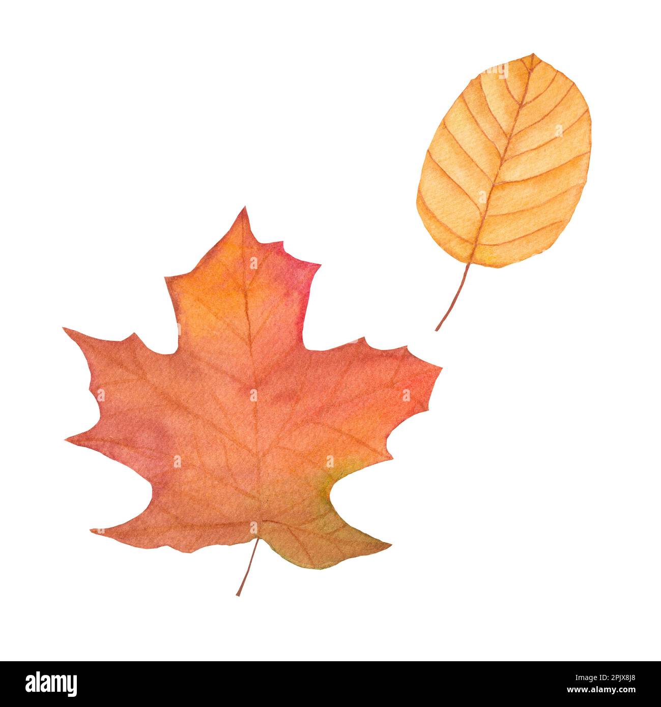 Aquarelle Herbstblätter - braun, grün, rot, Gold. Herbstbild für Grußkarten, Einladung, Stoff, Aufdruck. Ausführung isoliert auf weißem Hintergrund Stockfoto
