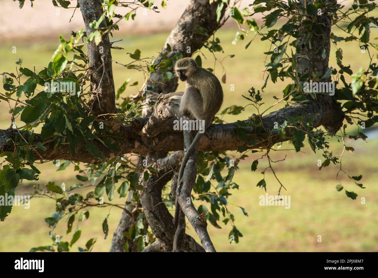 vervet-Affe (Cercopithecus aethiops). Foto in der Wildnis im Kruger-Nationalpark, Südafrika, Afrika Stockfoto