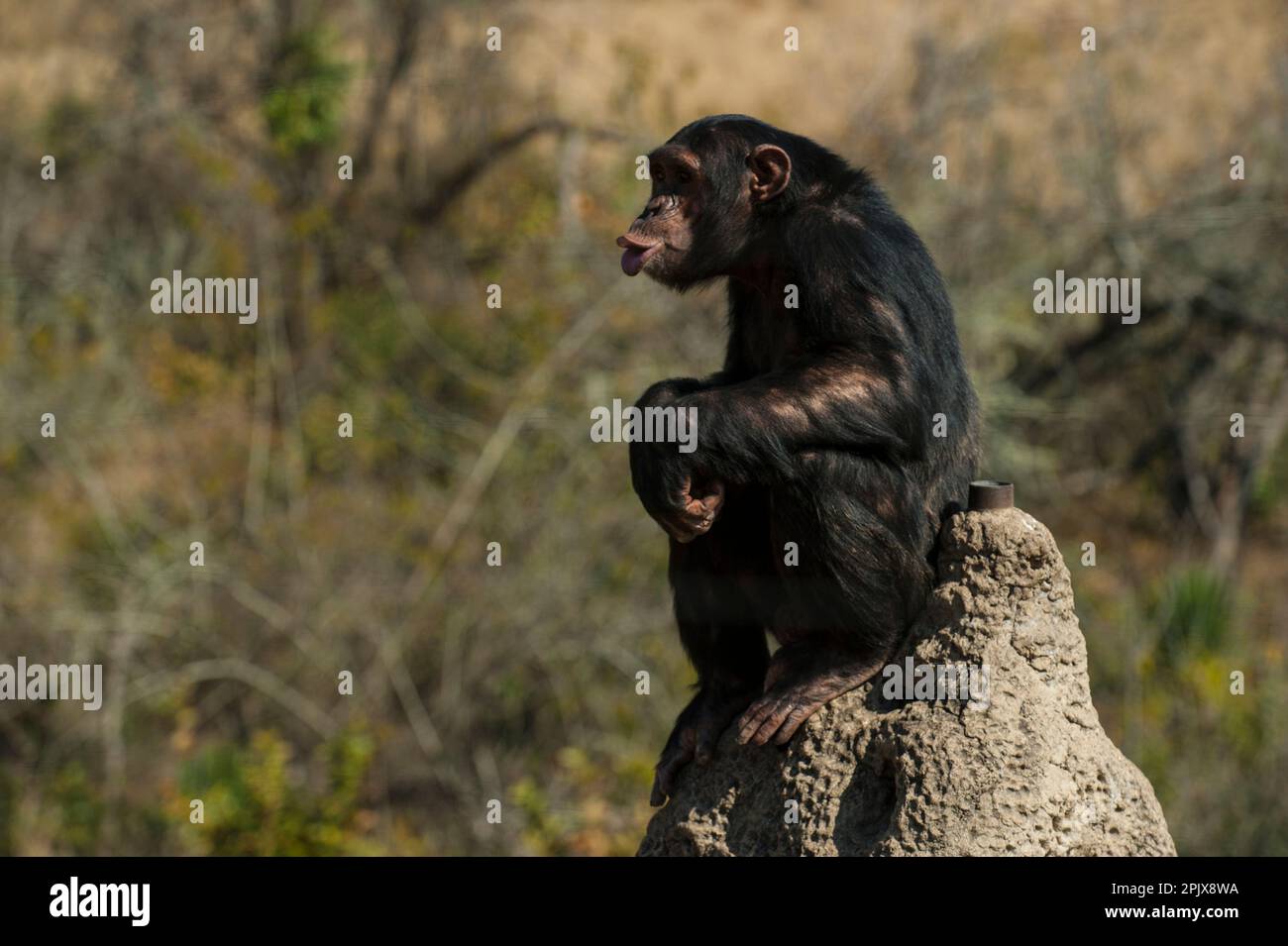 Schimpanse (Pan troglodytes) im Rehabilitationszentrum Jane Goodall Institute South Africa, Nelspruit, Südafrika, Afrika Stockfoto
