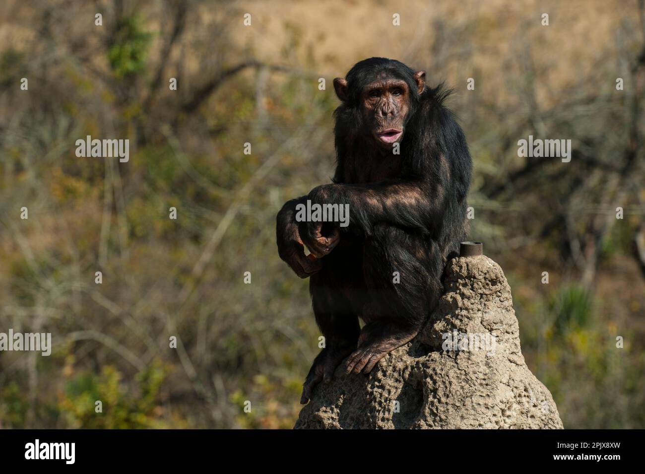 Schimpanse (Pan troglodytes) im Rehabilitationszentrum Jane Goodall Institute South Africa, Nelspruit, Südafrika, Afrika Stockfoto