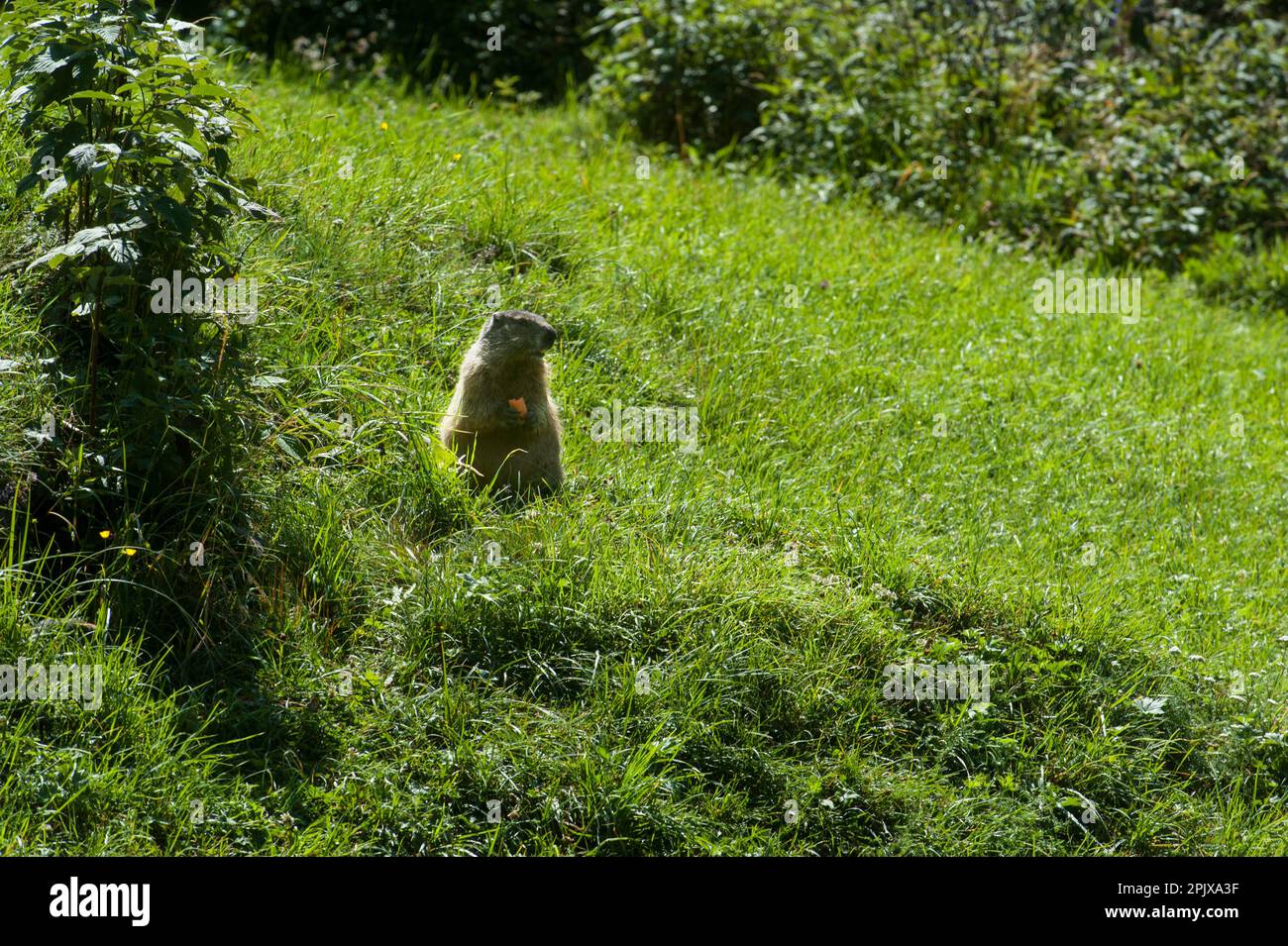 Das alpine Murmeltier (Marmota marmota) ist ein großes Eichhörnchen aus der Gattung Murmeltiere. Foto in der Wildnis von Val Malenco, Lo Stockfoto