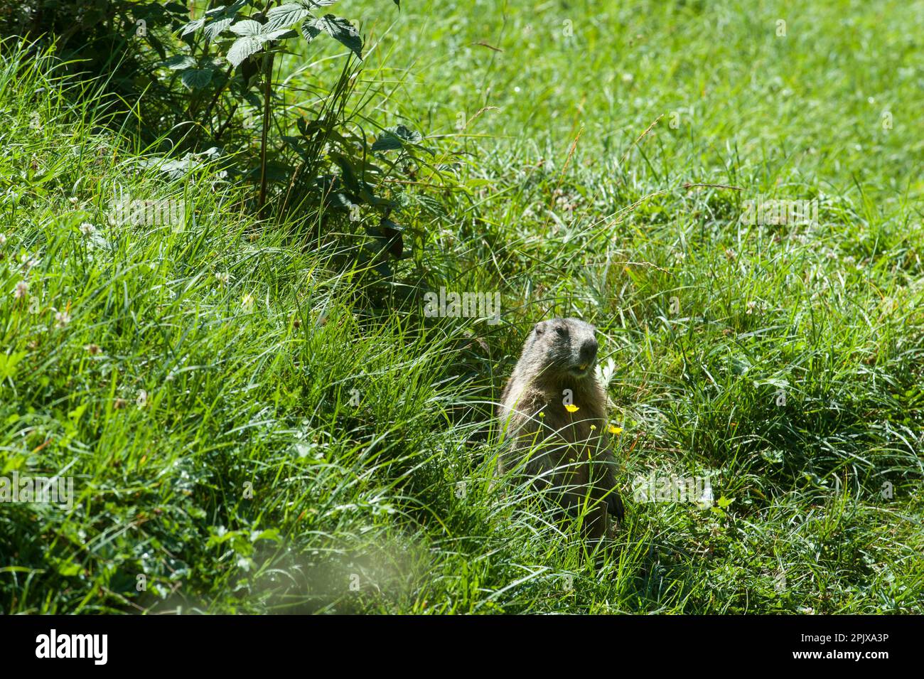 Das alpine Murmeltier (Marmota marmota) ist ein großes Eichhörnchen aus der Gattung Murmeltiere. Foto in der Wildnis von Val Malenco, Lo Stockfoto