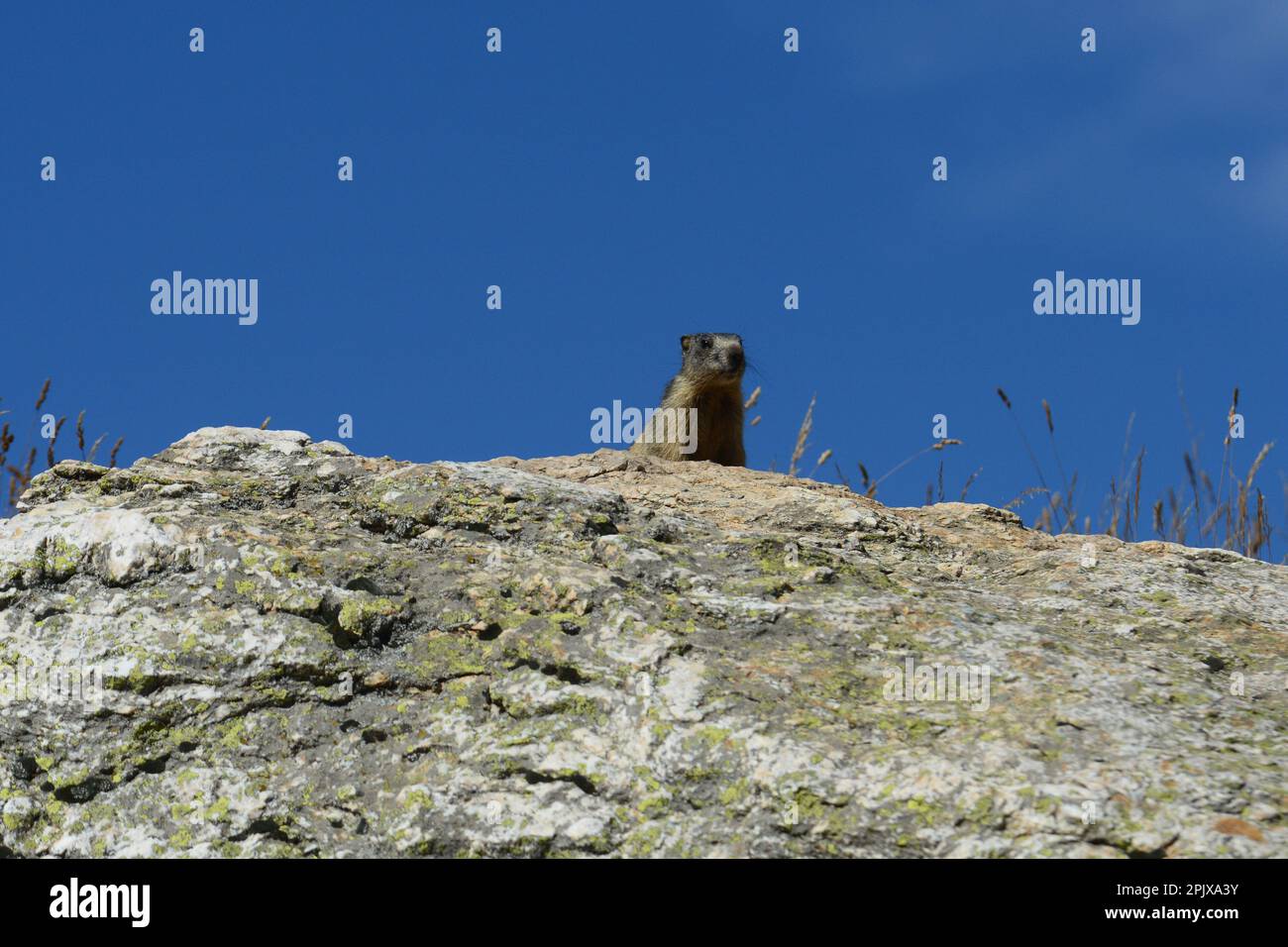 Das alpine Murmeltier (Marmota marmota) ist ein großes Eichhörnchen aus der Gattung Murmeltiere. Foto in der Wildnis von Artesina, Torino, P. Stockfoto