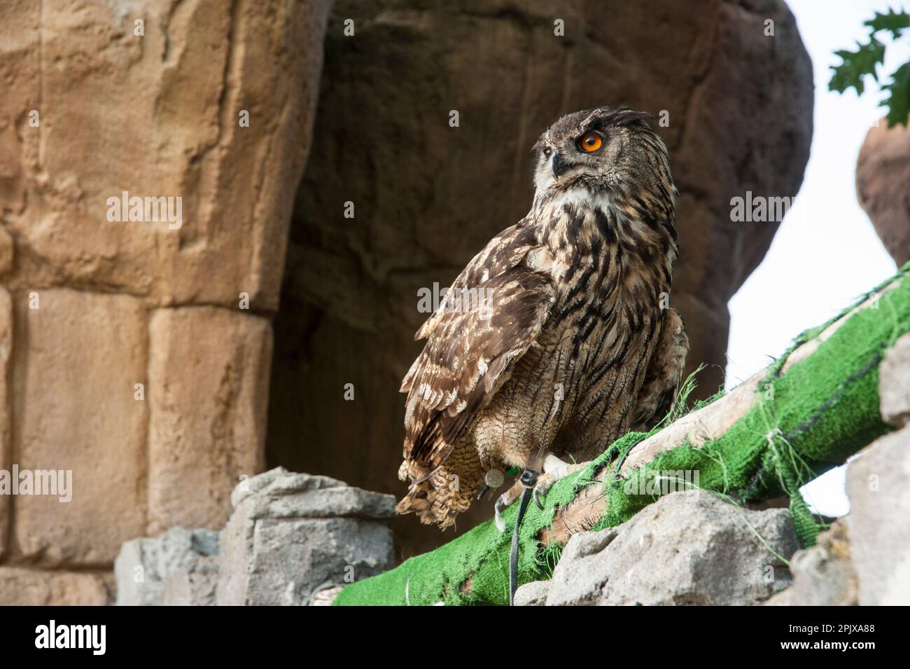 Hornkeule, der Gattungsname Bubo ist lateinisch für die eurasische Adlereule. In Gefangenschaft aufgenommen in Zoom, Cumiana, Torino, Piemont, Italien, Europa Stockfoto