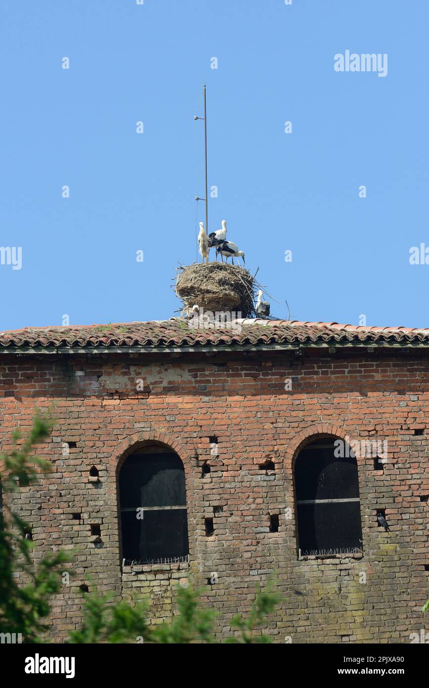 Störche nisten auf der Burg von Sant'Alessio, Pavia, Lombardei, Italien, Europa Stockfoto