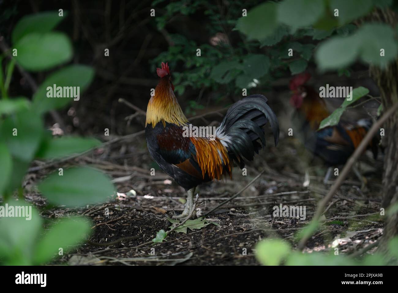 Das Sri-lankische Dschungelvögel (Gallus lafayettii), auch bekannt als Ceylon-Dschungelvögel, fotografiert in Gefangenschaft in Oasi di Sant'Alessio, Pavia, Italien Stockfoto