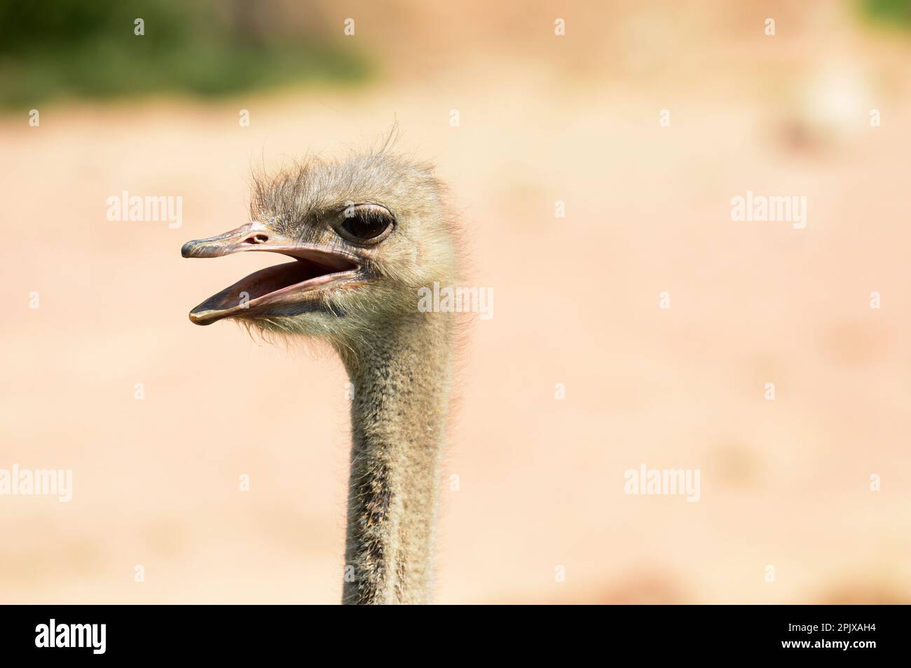 Der Strauß (Struthio camelus) oder einfach Strauß ist eine Art großer fliegenloser Vögel, die in bestimmten großen Teilen Afrikas heimisch ist. Foto aufgenommen Stockfoto