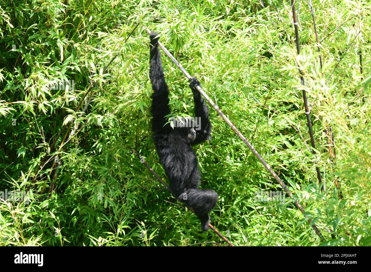 Gibbon oder Symphalangus syndactylus. In Gefangenschaft aufgenommen in Zoom, Cumiana, Torino, Piemont, Italien, Europa Stockfoto