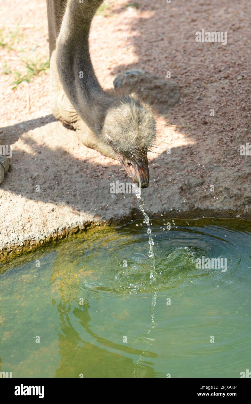 Der Strauß (Struthio camelus) oder einfach Strauß ist eine Art großer fliegenloser Vögel, die in bestimmten großen Teilen Afrikas heimisch ist. Foto aufgenommen Stockfoto