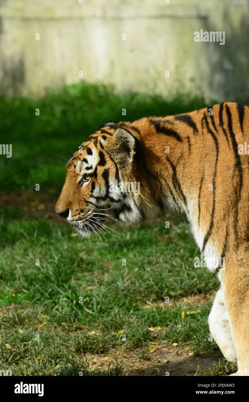 Der sibirische Tiger ist ein Tiger aus einer bestimmten Population der Unterart Panthera tigris tigris, die im russischen Fernen Osten, Nordostchina, heimisch ist. Bild Stockfoto