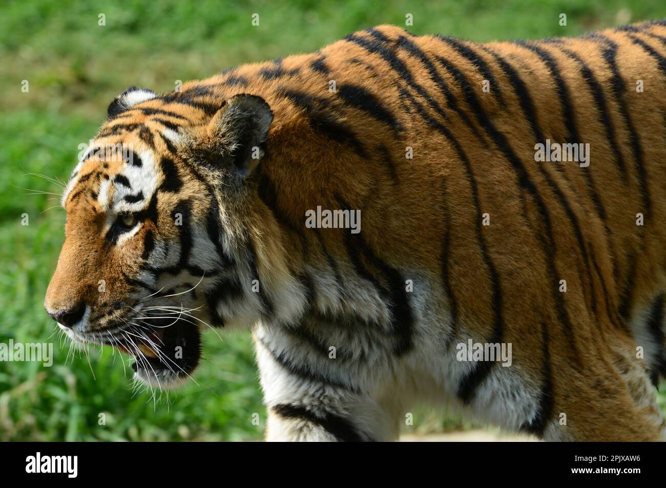 Der sibirische Tiger ist ein Tiger aus einer bestimmten Population der Unterart Panthera tigris tigris, die im russischen Fernen Osten, Nordostchina, heimisch ist. Bild Stockfoto
