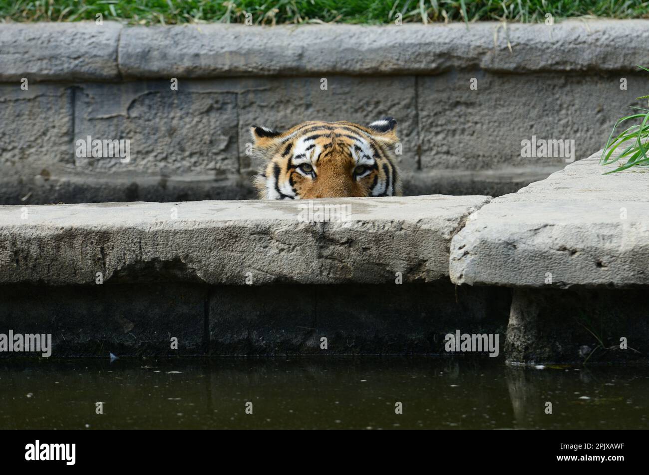 Der sibirische Tiger ist ein Tiger aus einer bestimmten Population der Unterart Panthera tigris tigris, die im russischen Fernen Osten, Nordostchina, heimisch ist. Bild Stockfoto