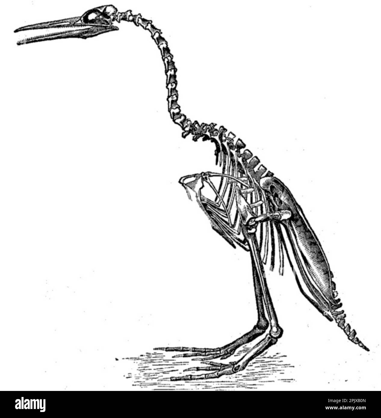 Hesperornis regalis, eine Art von altem, fliegenlosem Vogel mit Zähnen, gezeichnet von Othniel Marsh und veröffentlicht in seinem Buch Odontornithes: A Mongraph on the Extinct Tähed Birds of North America. Stockfoto