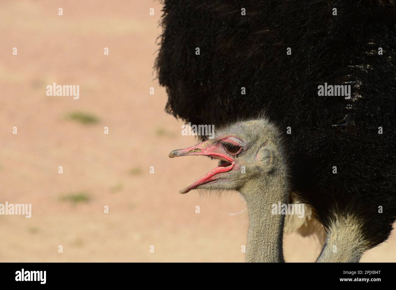Der Strauß (Struthio camelus) oder einfach Strauß ist eine Art großer fliegenloser Vögel, die in bestimmten großen Teilen Afrikas heimisch ist. Foto aufgenommen Stockfoto