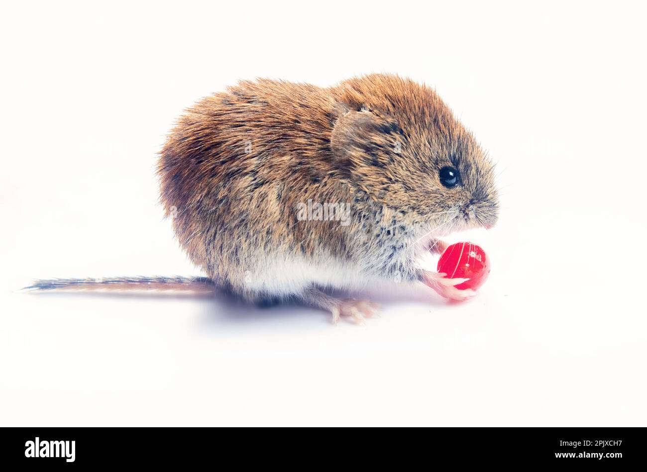 Borealwälder Beeren mit Graubeitel (Clethrionomys rufocanus) und reifer roter europäischer Hundehai (Viburnum opulus) sind die bevorzugten Lebensmittel. Isoliert auf w Stockfoto