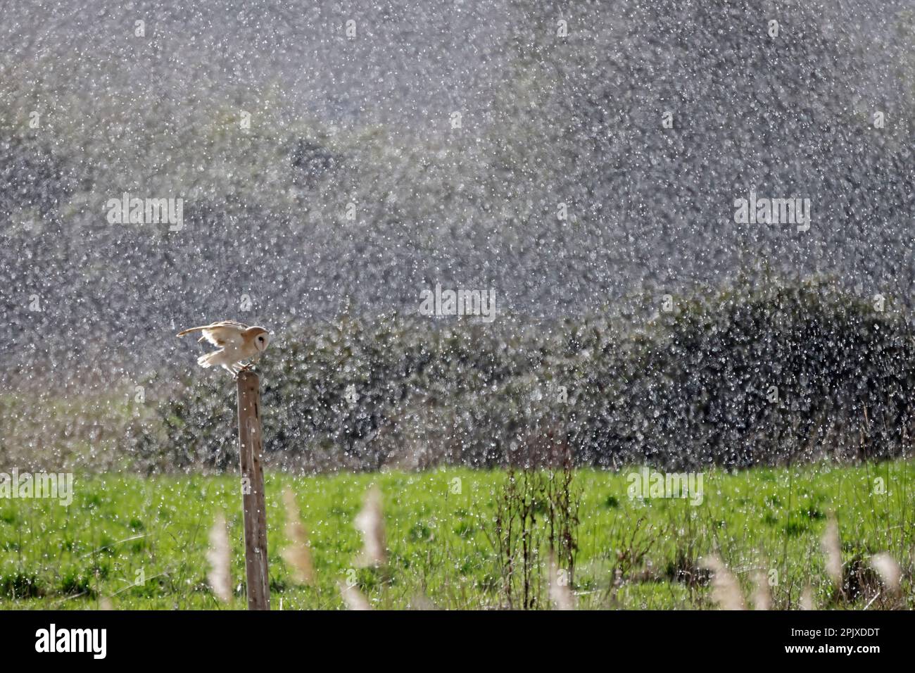 Scheuneneule auf einem Posten im Regen in Thornham Norflok Stockfoto