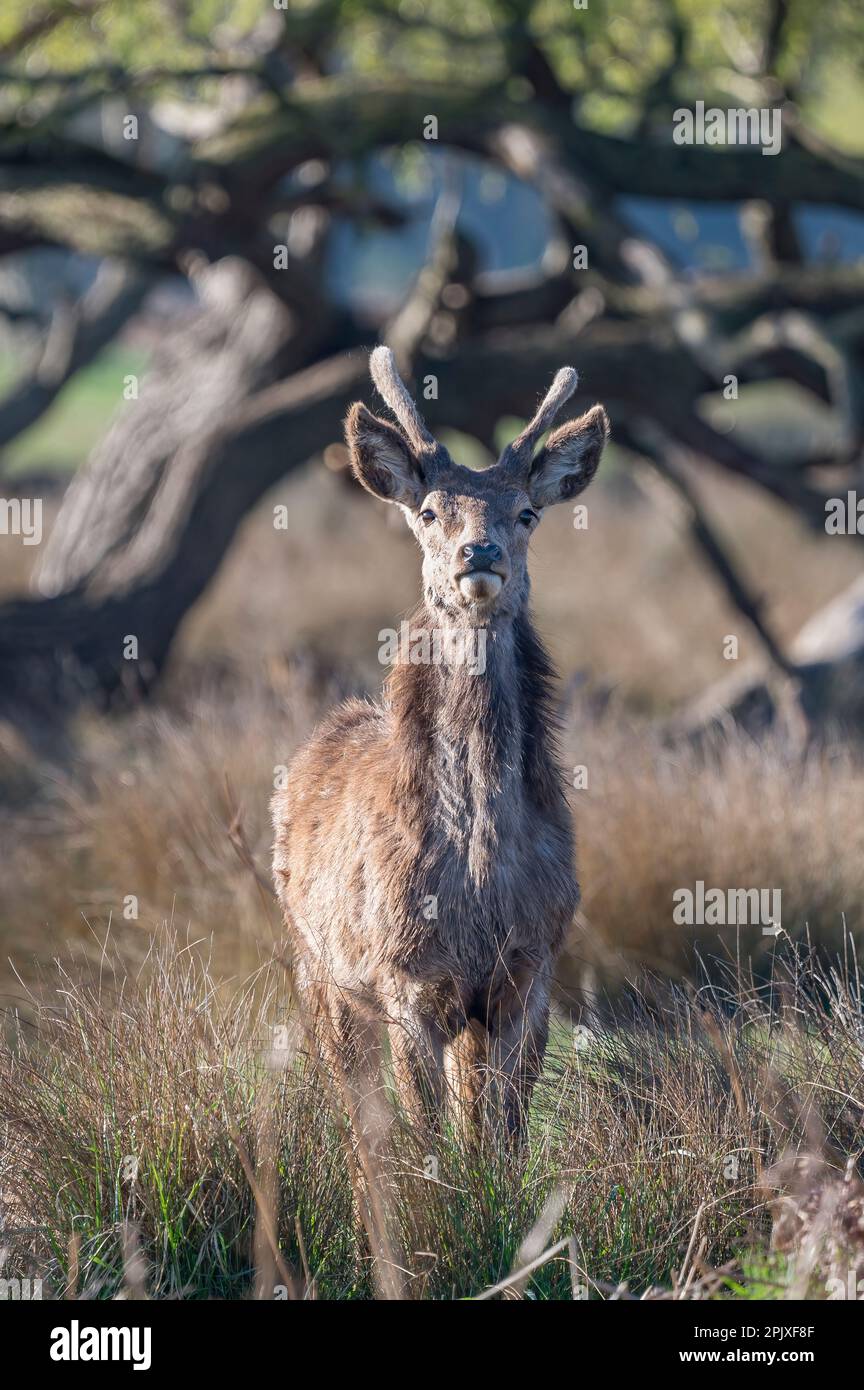 Junger Hirschhirsch, der mir bei Sonnenaufgang im Bushy Park bei London zusieht Stockfoto