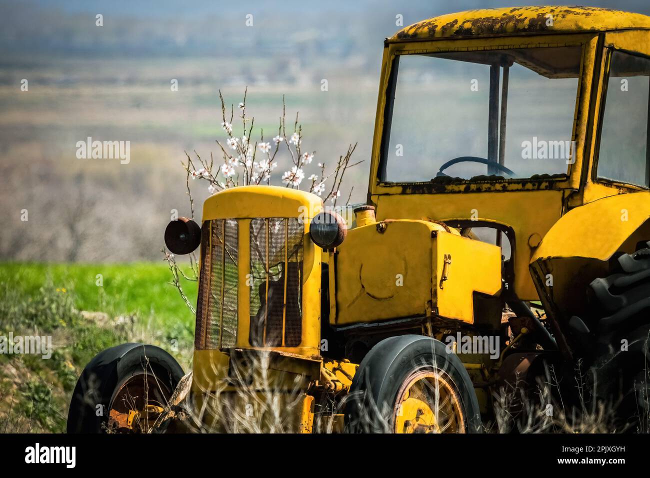 Antiker gelber alter verlassener Traktor auf dem Feld, hallo Frühlingsblütenbaum Stockfoto