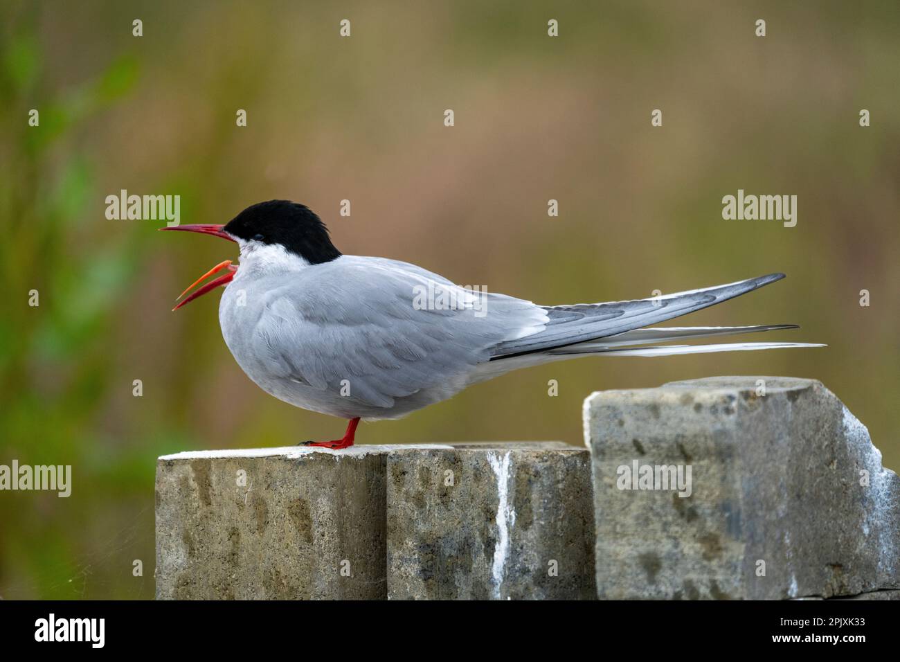 Arctic Tern ruft und zeigt seine Zunge Stockfoto