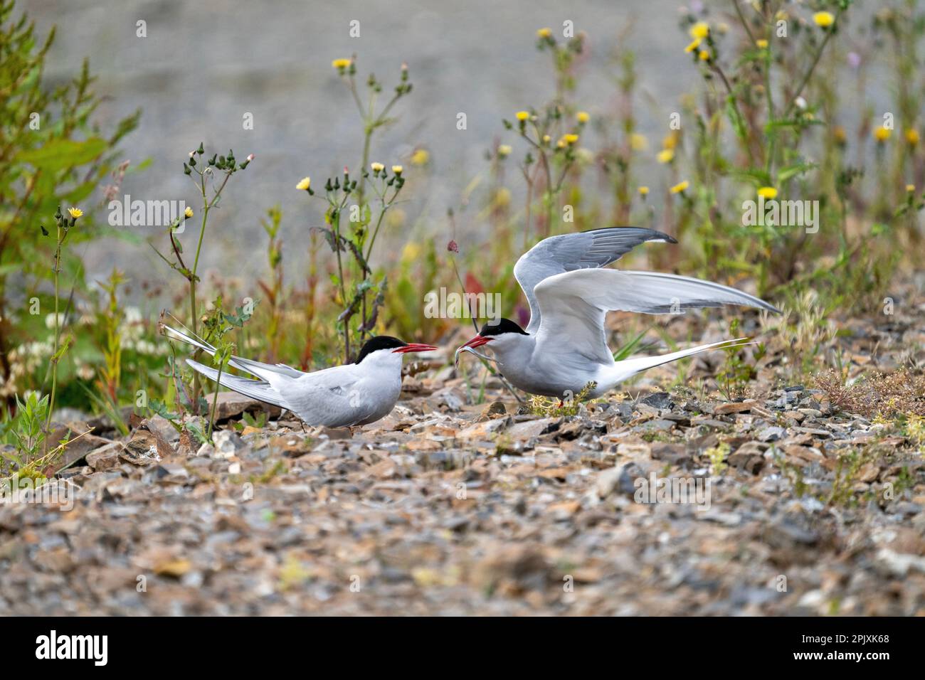 Arctic Tern Food Pass abgeschlossen Stockfoto