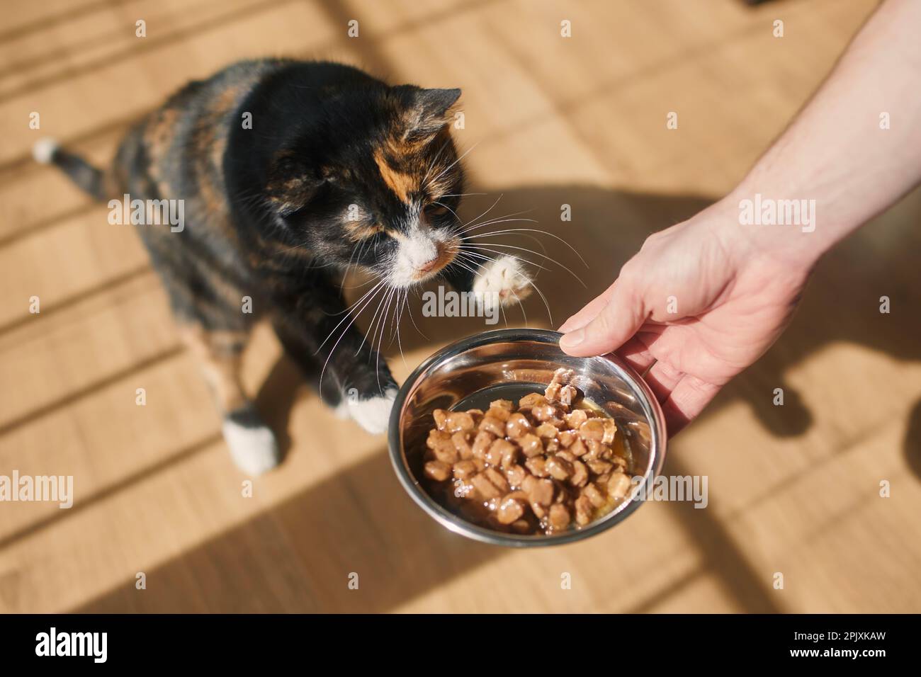 Haustier. Ein Mann füttert seine hungrige Katze im Morgenlicht mit Schatten aus dem Fenster. Stockfoto