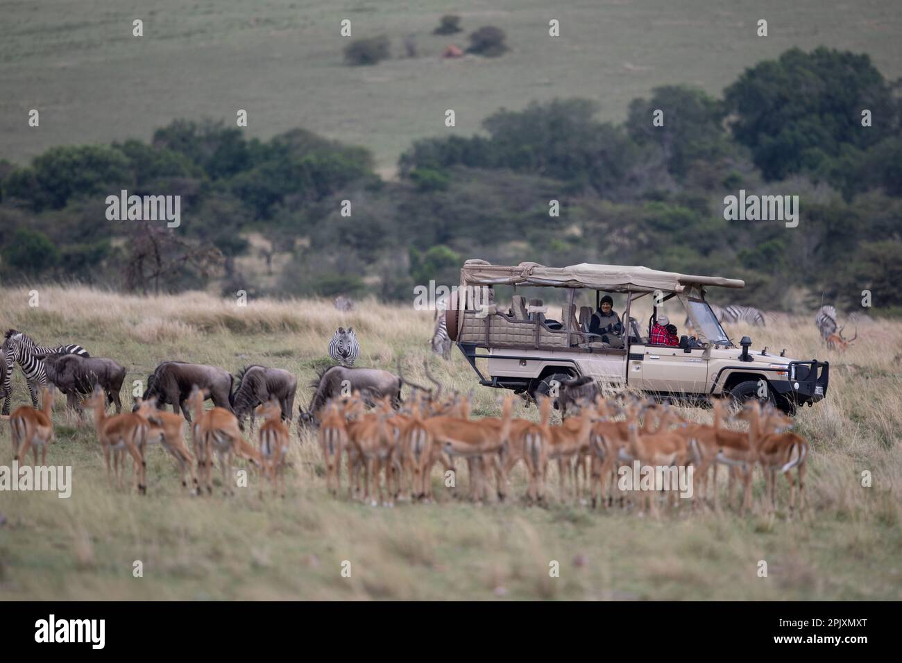 In der Nähe wilder Tiere - ein Safari-Fahrzeug mit Touristen direkt vor Impalas, Zebras und Gnus in der Weite der Masai Mara in Kenia. Stockfoto