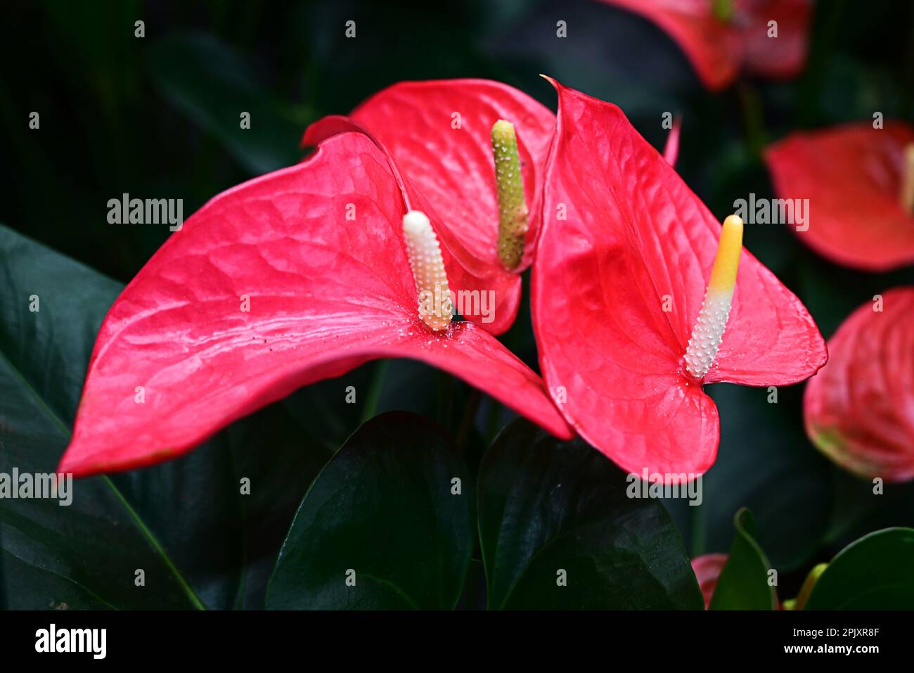 Die Blume Anthurium Andre ist rot mit herzfrmigen Blttern. Schlieen  Stockfotografie - Alamy