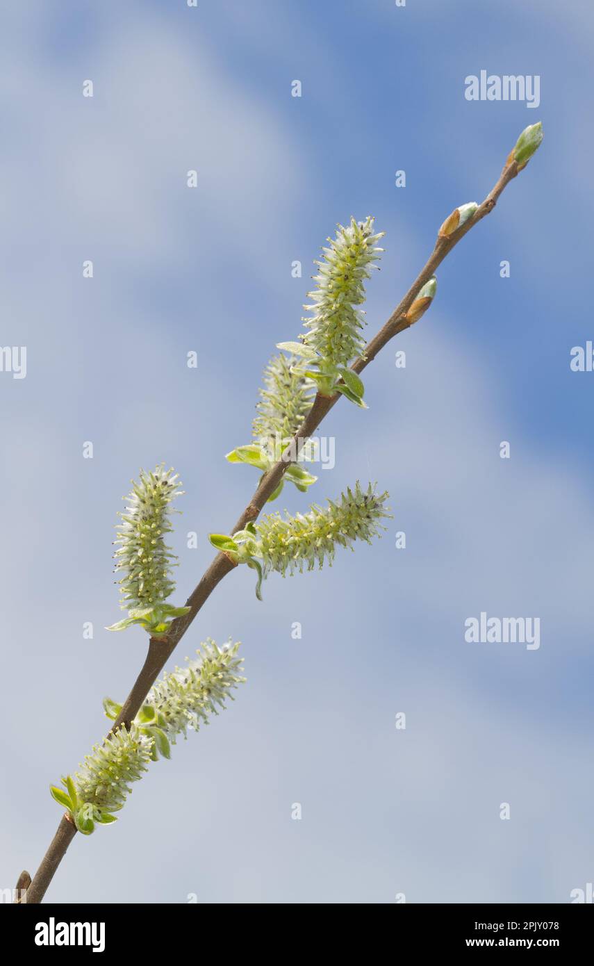 Ein Zweig Ohrweide mit Katzenminen vor einem blauen Himmel mit weißen Wolken Stockfoto