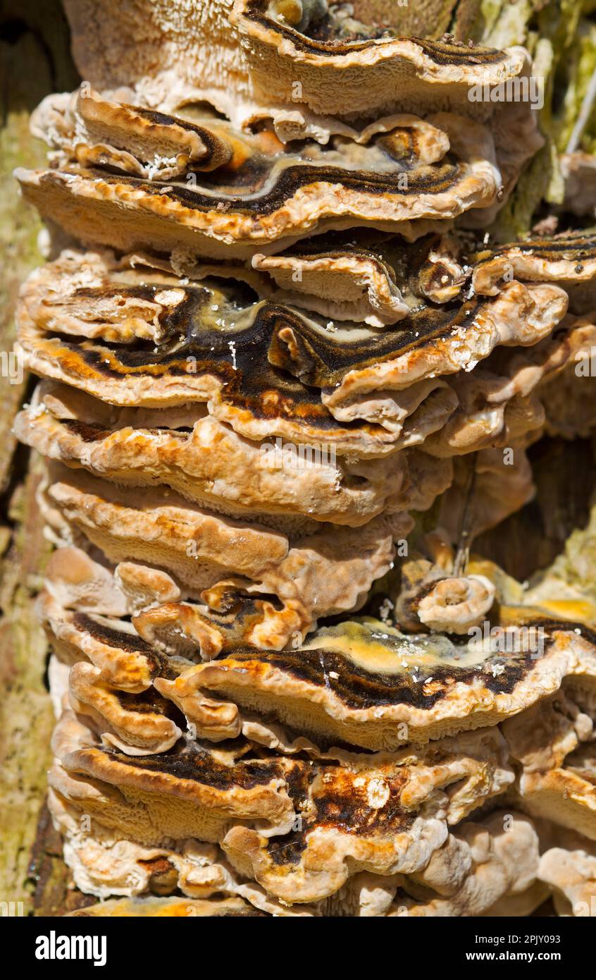 Viele Truthahnschwanzpilze vom letzten Herbst im Frühling, die ein Baumstamm bedecken, Details Stockfoto